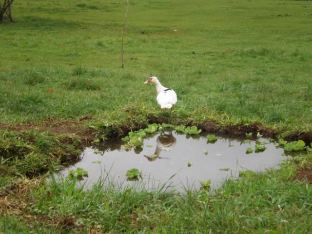 maripata en el estanque.JPG